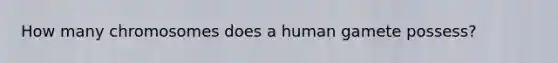 How many chromosomes does a human gamete possess?