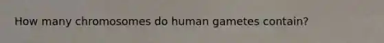 How many chromosomes do human gametes contain?