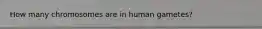 How many chromosomes are in human gametes?