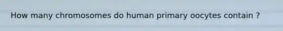 How many chromosomes do human primary oocytes contain ?