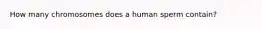 How many chromosomes does a human sperm contain?