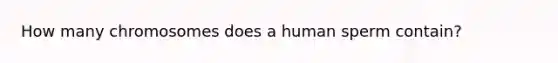 How many chromosomes does a human sperm contain?