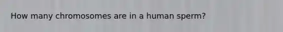 How many chromosomes are in a human sperm?