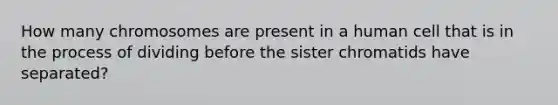 How many chromosomes are present in a human cell that is in the process of dividing before the sister chromatids have separated?