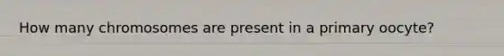 How many chromosomes are present in a primary oocyte?