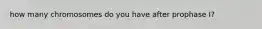 how many chromosomes do you have after prophase I?