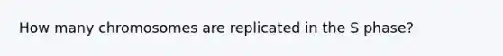 How many chromosomes are replicated in the S phase?