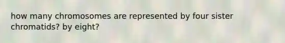 how many chromosomes are represented by four sister chromatids? by eight?
