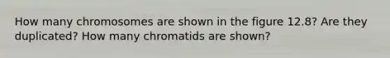 How many chromosomes are shown in the figure 12.8? Are they duplicated? How many chromatids are shown?