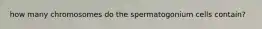 how many chromosomes do the spermatogonium cells contain?