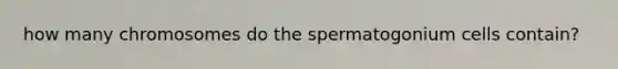 how many chromosomes do the spermatogonium cells contain?