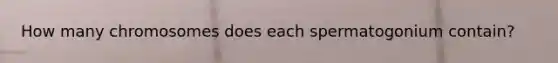 How many chromosomes does each spermatogonium contain?