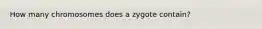 How many chromosomes does a zygote contain?