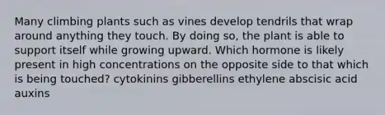 Many climbing plants such as vines develop tendrils that wrap around anything they touch. By doing so, the plant is able to support itself while growing upward. Which hormone is likely present in high concentrations on the opposite side to that which is being touched? cytokinins gibberellins ethylene abscisic acid auxins