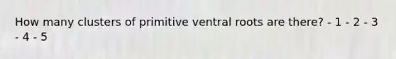 How many clusters of primitive ventral roots are there? - 1 - 2 - 3 - 4 - 5