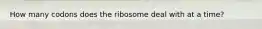 How many codons does the ribosome deal with at a time?