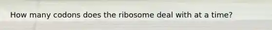 How many codons does the ribosome deal with at a time?