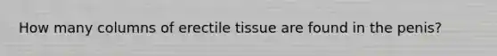 How many columns of erectile tissue are found in the penis?