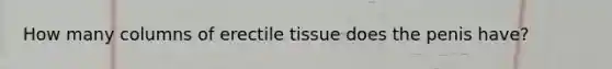 How many columns of erectile tissue does the penis have?