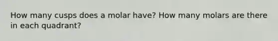 How many cusps does a molar have? How many molars are there in each quadrant?