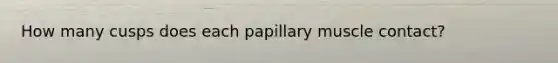 How many cusps does each papillary muscle contact?