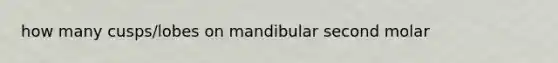 how many cusps/lobes on mandibular second molar