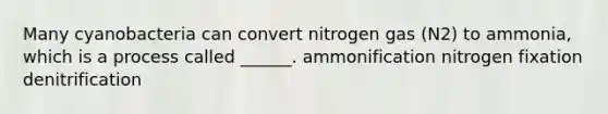 Many cyanobacteria can convert nitrogen gas (N2) to ammonia, which is a process called ______. ammonification nitrogen fixation denitrification