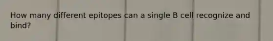 How many different epitopes can a single B cell recognize and bind?
