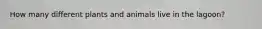How many different plants and animals live in the lagoon?
