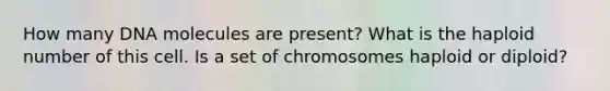 How many DNA molecules are present? What is the haploid number of this cell. Is a set of chromosomes haploid or diploid?