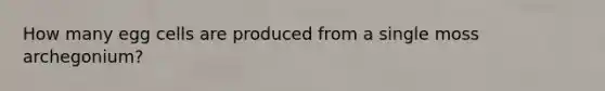 How many egg cells are produced from a single moss archegonium?