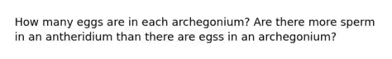 How many eggs are in each archegonium? Are there more sperm in an antheridium than there are egss in an archegonium?