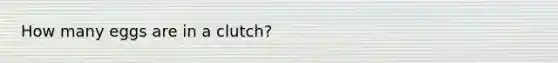 How many eggs are in a clutch?