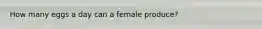 How many eggs a day can a female produce?