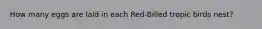 How many eggs are laid in each Red-Billed tropic birds nest?