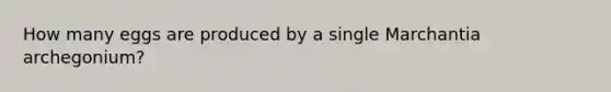How many eggs are produced by a single Marchantia archegonium?