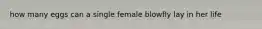 how many eggs can a single female blowfly lay in her life