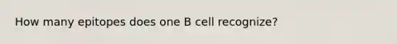 How many epitopes does one B cell recognize?