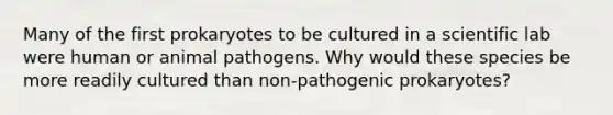 Many of the first prokaryotes to be cultured in a scientific lab were human or animal pathogens. Why would these species be more readily cultured than non-pathogenic prokaryotes?