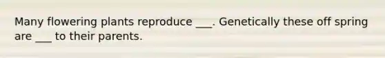 Many flowering plants reproduce ___. Genetically these off spring are ___ to their parents.