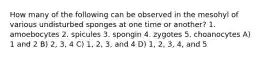 How many of the following can be observed in the mesohyl of various undisturbed sponges at one time or another? 1. amoebocytes 2. spicules 3. spongin 4. zygotes 5. choanocytes A) 1 and 2 B) 2, 3, 4 C) 1, 2, 3, and 4 D) 1, 2, 3, 4, and 5