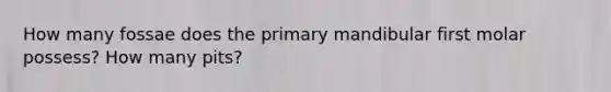 How many fossae does the primary mandibular first molar possess? How many pits?