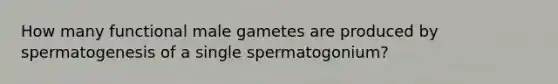 How many functional male gametes are produced by spermatogenesis of a single spermatogonium?