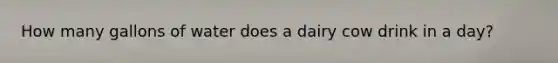 How many gallons of water does a dairy cow drink in a day?