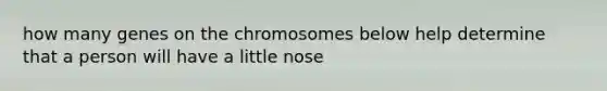 how many genes on the chromosomes below help determine that a person will have a little nose