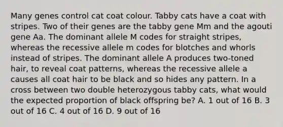 Many genes control cat coat colour. Tabby cats have a coat with stripes. Two of their genes are the tabby gene Mm and the agouti gene Aa. The dominant allele M codes for straight stripes, whereas the recessive allele m codes for blotches and whorls instead of stripes. The dominant allele A produces two-toned hair, to reveal coat patterns, whereas the recessive allele a causes all coat hair to be black and so hides any pattern. In a cross between two double heterozygous tabby cats, what would the expected proportion of black offspring be? A. 1 out of 16 B. 3 out of 16 C. 4 out of 16 D. 9 out of 16