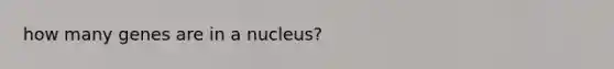 how many genes are in a nucleus?