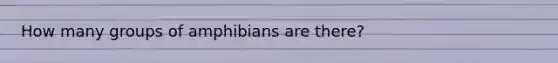 How many groups of amphibians are there?