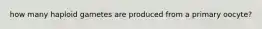 how many haploid gametes are produced from a primary oocyte?