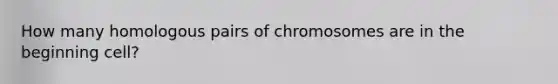 How many homologous pairs of chromosomes are in the beginning cell?